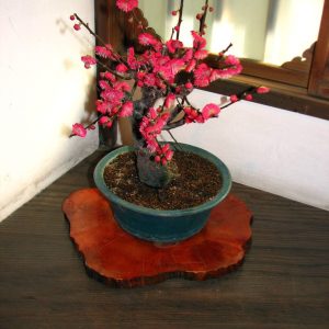 بذر درخت (بونسای) شکوفه آلو یا گل یخ PLUM