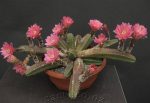 بذر کاکتوس اچینوسرئوس کوکومیس یا کاکتوس خیاری | Echinocereus cucumis seeds