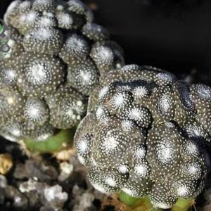 بذر کاکتوس بلوسفلدیا میکس | Blossfeldia seeds