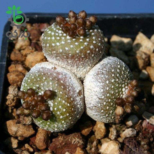 بذر کاکتوس بلوسفلدیا میکس | Blossfeldia seeds