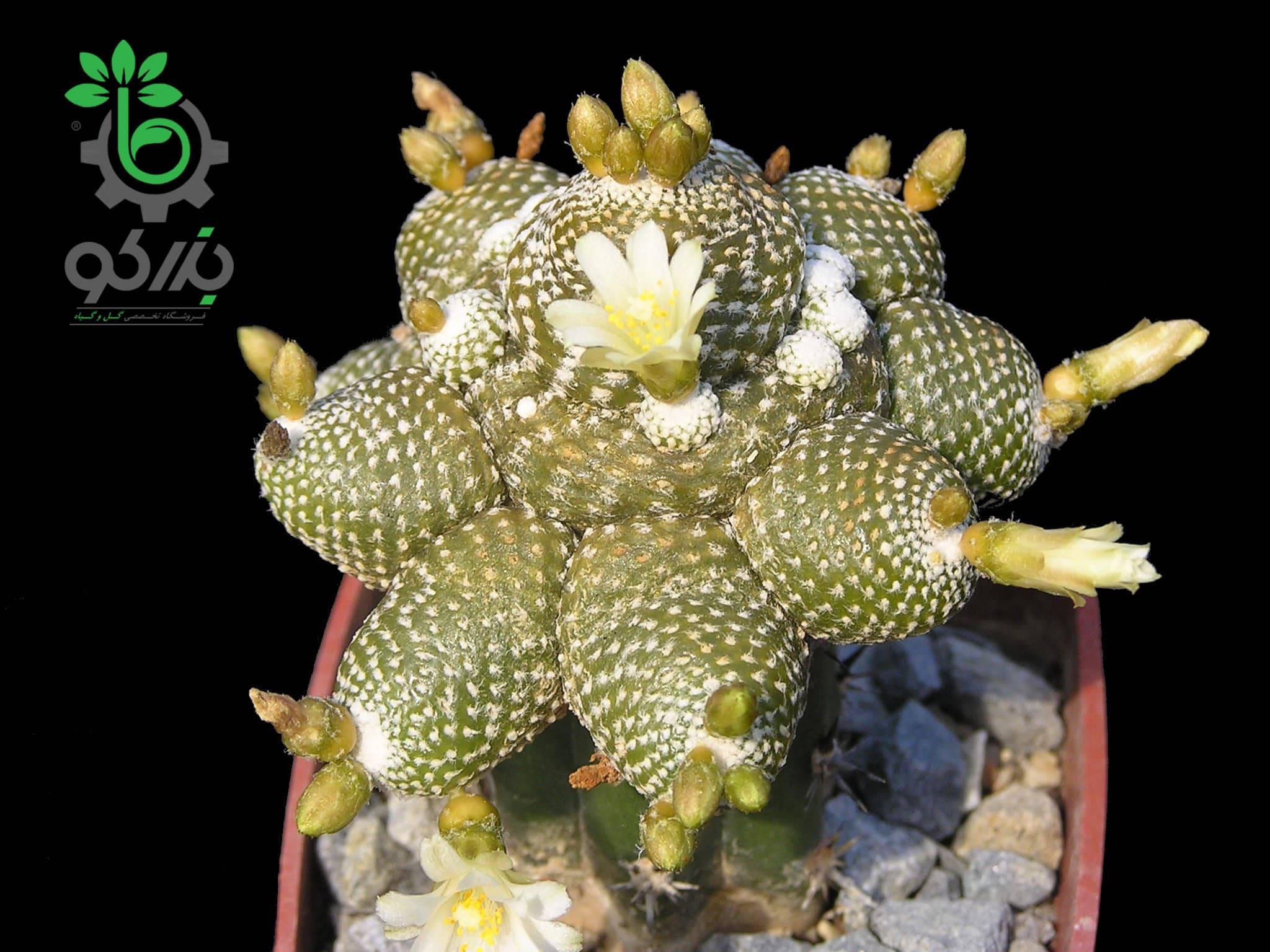 بذر کاکتوس بلوسفلدیا میکس | Blossfeldia seeds