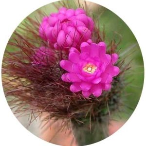 بذر کاکتوس آروجادوا پنیسیلیتا |  ARROJADOA (Cephalocereus) penicillata