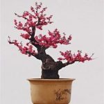 بذر درخت (بونسای) شکوفه آلو یا گل یخ PLUM