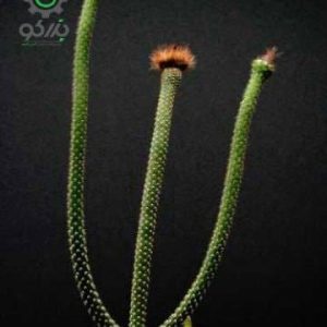 بذر کاکتوس آروجادوا پنیسیلیتا |  ARROJADOA (Cephalocereus) penicillata