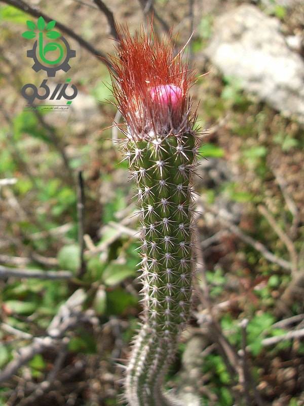 بذر کاکتوس آروجادوا پنیسیلیتا |  ARROJADOA (Cephalocereus) penicillata