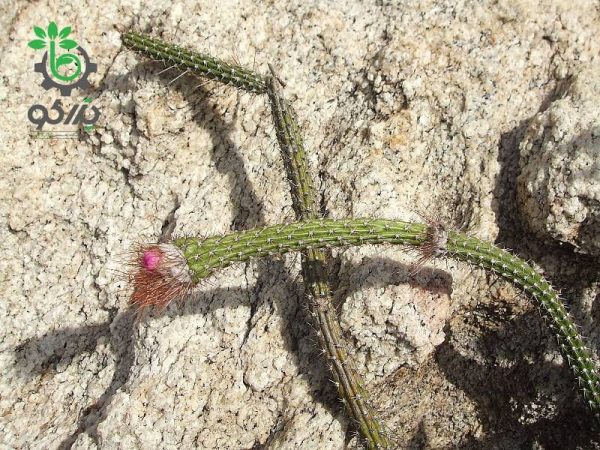 بذر کاکتوس آروجادوا پنیسیلیتا |  ARROJADOA (Cephalocereus) penicillata