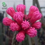 بذر کاکتوس آروجادوا پنیسیلیتا |  ARROJADOA (Cephalocereus) penicillata