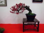 بذر درخت (بونسای) شکوفه آلو یا گل یخ PLUM