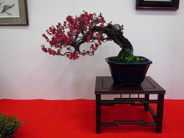 بذر درخت (بونسای) شکوفه آلو یا گل یخ PLUM