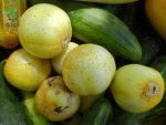 بذر خیار لیمویی  Lemon Cucumber seeds