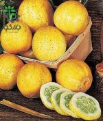 بذر خیار لیمویی  Lemon Cucumber seeds