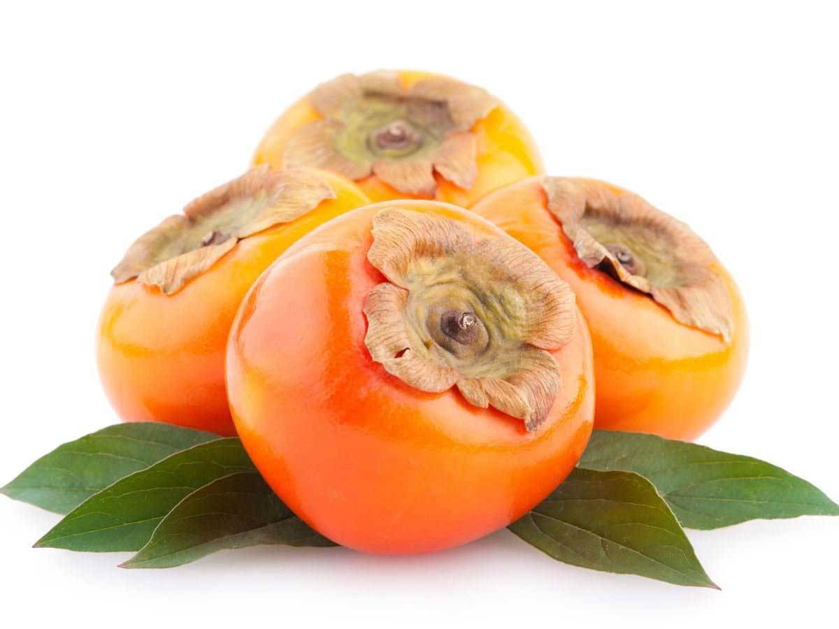 بذر درخت میوه خرمالو (بونسای خرمالو) persimmon seeds