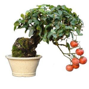 بذر درخت میوه خرمالو (بونسای خرمالو) persimmon seeds