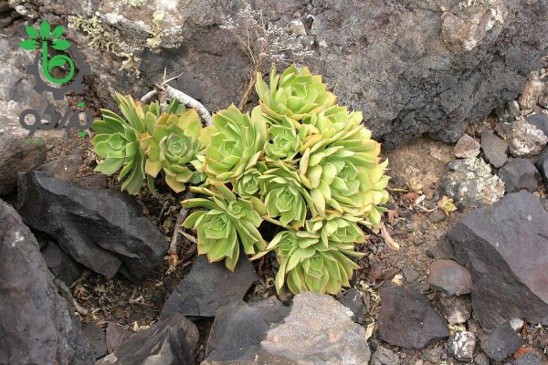 بذر ساکولنت آئونیوم لانسروتنسه Aeonium lancerottense seeds
