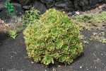 بذر ساکولنت آئونیوم لانسروتنسه Aeonium lancerottense seeds