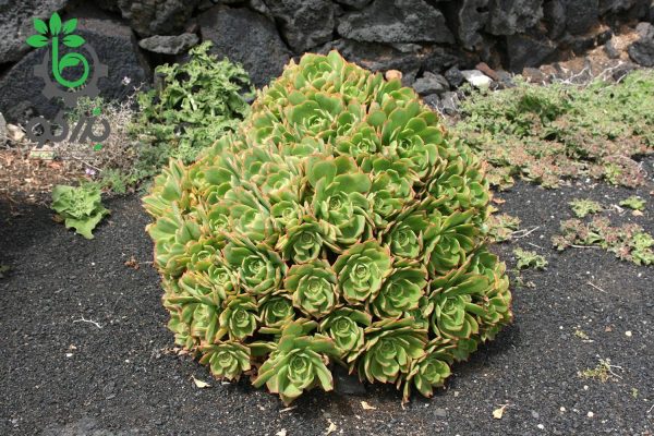 بذر ساکولنت آئونیوم لانسروتنسه Aeonium lancerottense seeds