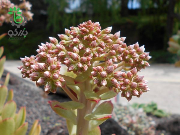 بذر ساکولنت آئونیوم لانسروتنسه Aeonium lancerottense seeds