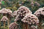 بذر ساکولنت آئونیوم لانسروتنسه Aeonium lancerottense seeds
