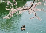 بذر درخت (بونسای) شکوفه آلو یا گل یخ PLUM