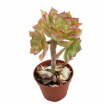 بذر ساکولنت آئونیوم لانسروتنسه Aeonium lancerottense seeds