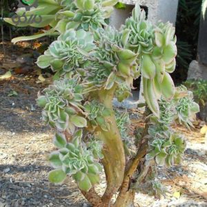 بذر ساکولنت آئونیوم دیویدبرامولی Aeonium davidbramwellii seeds