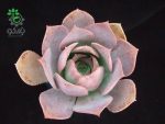 بذر ساکولنت آئونیوم دیویدبرامولی Aeonium davidbramwellii seeds