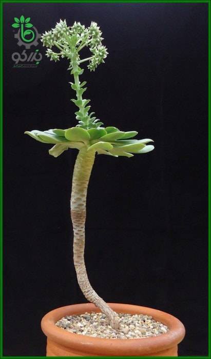 بذر ساکولنت آئونیوم دیویدبرامولی Aeonium davidbramwellii seeds