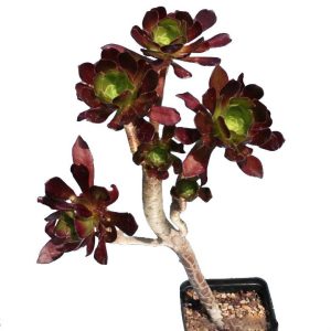 بذر ساکولنت آئونیوم آربوریوم آتروپورپورئوم Aeonium atropurpureum seeds