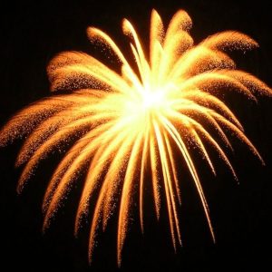 بذر گل داوودی آتش بازی