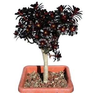 بذر ساکولنت آئونیوم آربوریوم آتروپورپورئوم Aeonium atropurpureum seeds
