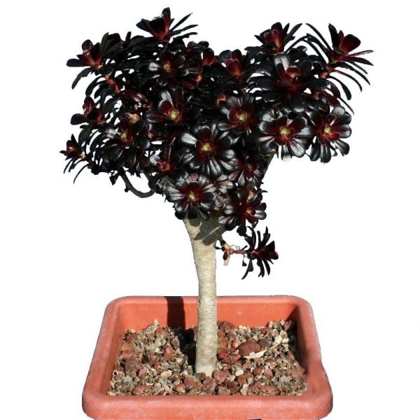 بذر ساکولنت آئونیوم آربوریوم آتروپورپورئوم Aeonium atropurpureum seeds