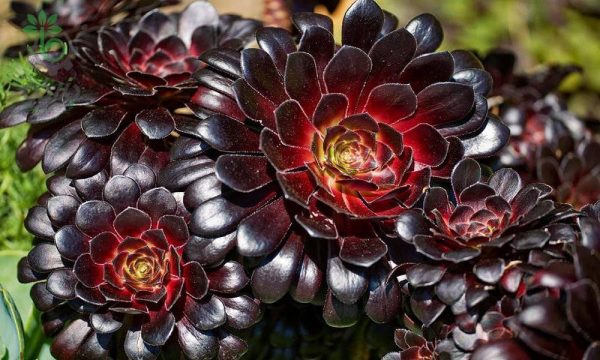 بذر ساکولنت آئونیوم آربوریوم آتروپورپورئوم Aeonium atropurpureum seeds
