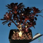 بذر ساکولنت آئونیوم آربوریوم آتروپورپورئوم Aeonium atropurpureum seeds