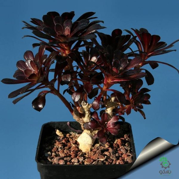 بذر ساکولنت آئونیوم آربوریوم آتروپورپورئوم Aeonium atropurpureum seeds