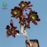 بذر ساکولنت آئونیوم آربوریوم آتروپورپورئوم Aeonium atropurpureum seeds