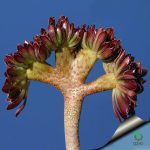 بذر ساکولنت آئونیوم آربوریوم آتروپورپورئوم Aeonium atropurpureum seeds