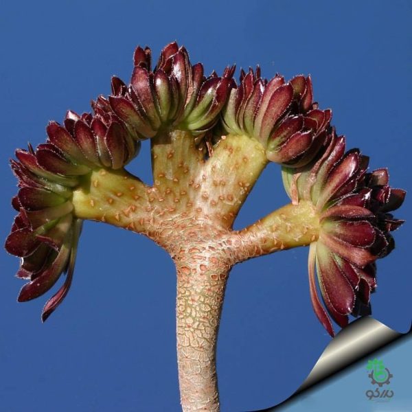 بذر ساکولنت آئونیوم آربوریوم آتروپورپورئوم Aeonium atropurpureum seeds