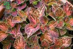 بذر حسن یوسف ویزارد پاستل Wizard Pastel Coleus Seeds