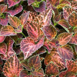 بذر حسن یوسف ویزارد پاستل Wizard Pastel Coleus Seeds