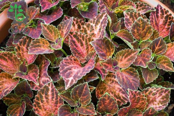 بذر حسن یوسف ویزارد پاستل Wizard Pastel Coleus Seeds