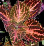 بذر حسن یوسف ویزارد پاستل Wizard Pastel Coleus Seeds