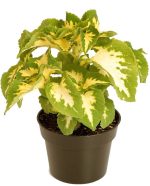 بذر حسن یوسف ویزارد رنگ یشمی Wizard Jade Coleus Seeds