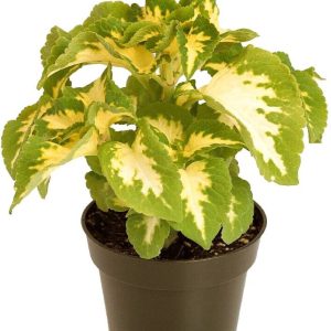 بذر حسن یوسف ویزارد رنگ یشمی Wizard Jade Coleus Seeds