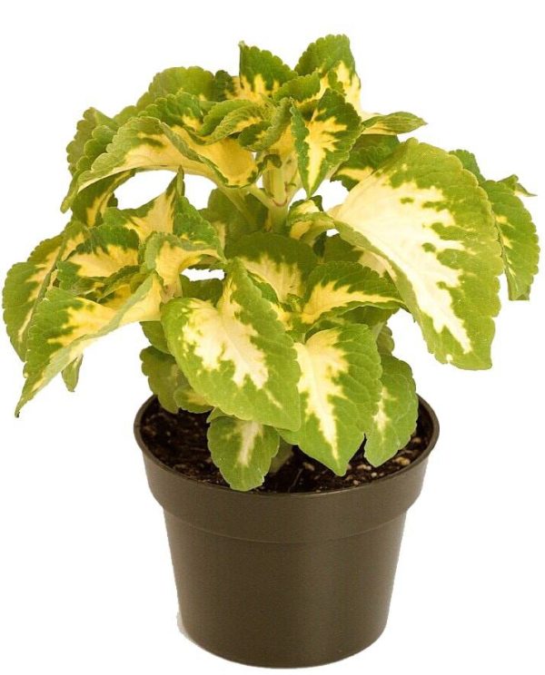 بذر حسن یوسف ویزارد رنگ یشمی Wizard Jade Coleus Seeds