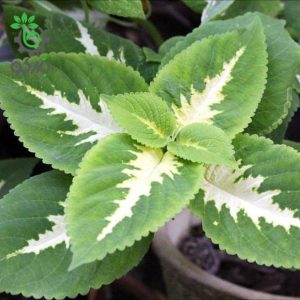 بذر حسن یوسف ویزارد رنگ یشمی Wizard Jade Coleus Seeds
