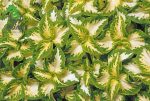 بذر حسن یوسف ویزارد رنگ یشمی Wizard Jade Coleus Seeds