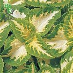 بذر حسن یوسف ویزارد رنگ یشمی Wizard Jade Coleus Seeds