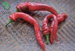 بذر فلفل موزی شیرین  Sweet Banana Pepper Seeds