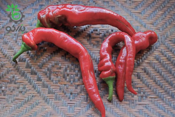 بذر فلفل موزی شیرین  Sweet Banana Pepper Seeds