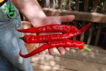 بذر فلفل موزی شیرین  Sweet Banana Pepper Seeds